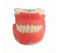 Colcolo Practice Model with Artificial Dentition and Soft Pink Gingiva for Student Training and Patient Education on Treatment Plans