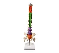 Colcolo Spine Model Skeleton with Stand Educational Tool 45cm Spinal Cord Model for Biology Class Demonstration School Science Study
