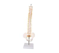 Colcolo Spine Model, Spine Display Stand, Teaching Desktop Decoration, 45 cm, Detailed Vertebral Column Model Spinal Cord Model