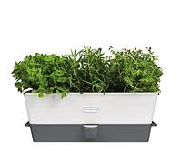 Cole & Mason H105349 Burwell Self-Watering Potted Herb Saver, Windowsill Herb Planter Indoor/Herb Box/Indoor Herb Garden, Triple, Suitable for 3 pots (85 mm), Includes 12 x Pads