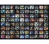 Collage - Owls