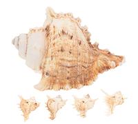 COLLBATH 5pcs Natural Shell Conch Ocean Stickers Coastal Tanks Net Shells Tweezers Terrarium Kit Removable Crab Tank Plants Beach Theme Conch Decoration Garden Decor Natural Conch