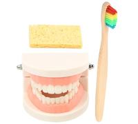 COLLBATH Educational Teeth Model with Toothbrush Realistic Teaching Oral Demonstration Kit for Correct Brushing Method and Stable Structure for Early Hygiene Study Random Color