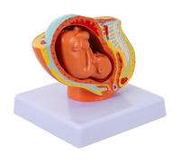 COLLBATH Female Pelvic Model with Full-term 9-month Uterine Fetus, Pregnancy Embryo Teaching Model for Medical Education and Anatomical Study