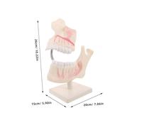COLLBATH Realistic Plastic Tooth Model for Clinical Practice Oral Anatomy Teaching Aid for Students and Technicians Wear-resistant Training Tool for Pre-clinical Learning and Skill