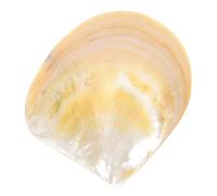 COLLBATH Shell-Shaped Dinner Plate for Appetizers and Desserts Premium Shell Material Kitchen Food Dish Easy-Clean Serving Tray for Family Restaurant Hotel Use Single Side Design
