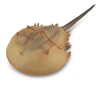 CollectA Horseshoe Crab Figurine - Realistic Animal Replica Extra Large, Ages 3+