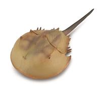 CollectA Realistic Animal Replica Horseshoe Crab Figure Extra Large Ages 3+