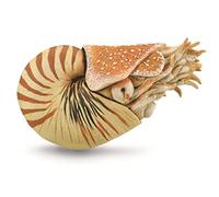 CollectA, Nautilus Pompilius, Collectable Animal Figurine