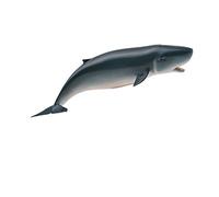 CollectA Pygmy Sperm Whale