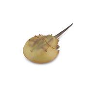 CollectA Horseshoe Crab Figurine - Realistic Animal Replica Extra Large, Ages 3+
