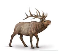 CollectA Wapiti (Elk) - Realistic & Hand Painted Toy Animals & Figures, Wild Animal Models, Wildlife Gifts For Toddlers & Kids, Age 3 Years +