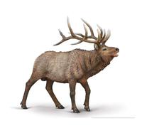 CollectA Wapiti (Elk) - Realistic & Hand Painted Toy Animals & Figures, Wild Animal Models, Wildlife Gifts For Toddlers & Kids, Age 3 Years +