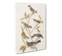 Collection of Birds by John James Audubon Canvas Print | Gallery Wrapped 30mm Frame Wall Art | 30x20 inches | Ready to Hang | Modern Bird Picture | Living Room Bedroom Lounge Office