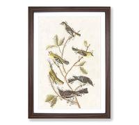 Collection of Birds by John James Audubon Framed Print | A2 Walnut Framed Wall Art | Ready to Hang | Modern Nature Picture | Living Room Bedroom Lounge Office