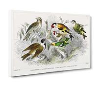 Collection Of Birds Pl. 59 By Oliver Goldsmith Canvas Print | Gallery Wrapped 30mm Frame Wall Art | 24x16 inches | Ready to Hang | Retro Bird Picture | Living Room Bedroom Lounge Office