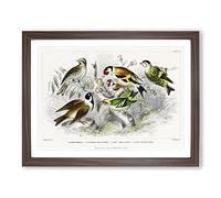Collection Of Birds Pl. 59 By Oliver Goldsmith Vintage Framed Print | A4 Walnut Framed Wall Art | Ready to Hang | Classic Nature Picture | Living Room Bedroom Lounge Office