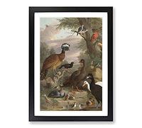 Collection of Birds Vol.1 by Melchior D'Hondecoeter Framed Print | A2 Black Framed Wall Art | Ready to Hang | Modern Nature Picture | Living Room Bedroom Lounge Office