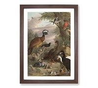 Collection of Birds Vol.1 by Melchior D'Hondecoeter Framed Print | A2 Walnut Framed Wall Art | Ready to Hang | Modern Nature Picture | Living Room Bedroom Lounge Office