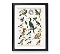 Collection of Birds XXIII by Oliver Goldsmith Framed Print | A2 Black Framed Wall Art | Ready to Hang | Modern Nature Picture | Living Room Bedroom Lounge Office