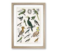 Collection of Birds XXIII by Oliver Goldsmith Framed Print | A2 Oak Framed Wall Art | Ready to Hang | Modern Nature Picture | Living Room Bedroom Lounge Office