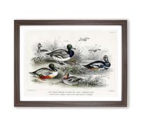 Collection Of Ducks Pl. 64 By Oliver Goldsmith Vintage Framed Print | A2 Walnut Framed Wall Art | Ready to Hang | Classic Animal Picture | Living Room Bedroom Lounge Office
