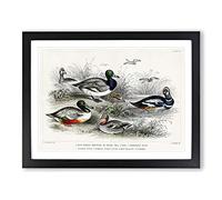 Collection Of Ducks Pl. 64 By Oliver Goldsmith Vintage Framed Print | A3 Black Framed Wall Art | Ready to Hang | Classic Animal Picture | Living Room Bedroom Lounge Office