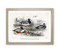 Collection Of Ducks Pl. 64 By Oliver Goldsmith Vintage Framed Print | A3 Oak Framed Wall Art | Ready to Hang | Classic Animal Picture | Living Room Bedroom Lounge Office