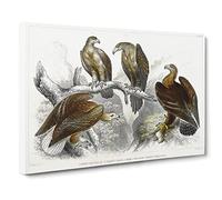 Collection Of Eagle Birds By Oliver Goldsmith Canvas Print | Gallery Wrapped 30mm Frame Wall Art | 24x16 inches | Ready to Hang | Retro Animals Picture | Living Room Bedroom Lounge Office