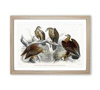 Collection of Eagle Birds by Oliver Goldsmith Framed Print | A2 Oak Framed Wall Art | Ready to Hang | Modern Animal Picture | Living Room Bedroom Lounge Office