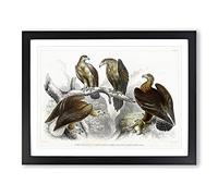 Collection Of Eagle Birds By Oliver Goldsmith Vintage Framed Print | A4 Black Framed Wall Art | Ready to Hang | Classic Animal Picture | Living Room Bedroom Lounge Office