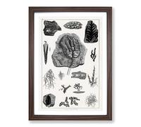 Collection of Fossils II by Oliver Goldsmith Framed Print | A2 Walnut Framed Wall Art | Ready to Hang | Modern Nature Picture | Living Room Bedroom Lounge Office