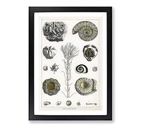 Collection of Fossils III by Oliver Goldsmith Framed Print | A2 Black Framed Wall Art | Ready to Hang | Modern Nature Picture | Living Room Bedroom Lounge Office