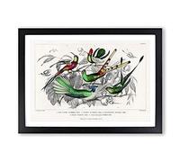Collection of Hummingbirds PL. 60 by Oliver Goldsmith Framed Print | A2 Black Framed Wall Art | Ready to Hang | Modern Nature Picture | Living Room Bedroom Lounge Office