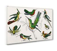 Collection of Hummingbirds XXV by Oliver Goldsmith Canvas Print | Gallery Wrapped 30mm Frame Wall Art | 30x20 inches | Ready to Hang | Modern Picture | Living Room Bedroom Lounge Office