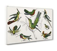 Collection Of Hummingbirds Xxv By Oliver Goldsmith Canvas Print | Gallery Wrapped 30mm Frame Wall Art | 30x20 inches | Ready to Hang | Retro Picture | Living Room Bedroom Lounge Office