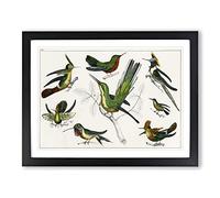 Collection Of Hummingbirds Xxv By Oliver Goldsmith Vintage Framed Print | A2 Black Framed Wall Art | Ready to Hang | Classic Nature Picture | Living Room Bedroom Lounge Office
