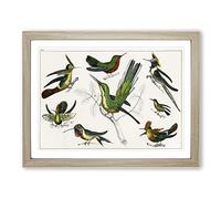 Collection Of Hummingbirds Xxv By Oliver Goldsmith Vintage Framed Print | A4 Oak Framed Wall Art | Ready to Hang | Classic Nature Picture | Living Room Bedroom Lounge Office