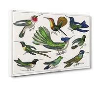 Collection Of Hummingbirds Xxvi By Oliver Goldsmith Canvas Print | Gallery Wrapped 30mm Frame Wall Art | 30x20 inches | Ready to Hang | Retro Picture | Living Room Bedroom Lounge Office