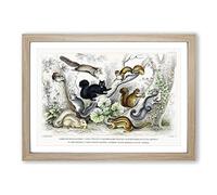 Collection of Squirrels by Oliver Goldsmith Framed Print | A2 Oak Framed Wall Art | Ready to Hang | Modern Animal Picture | Living Room Bedroom Lounge Office