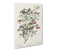 Collection Of Warbler Birds By John James Audubon Canvas Print | Gallery Wrapped 30mm Frame Wall Art | 20x14 inches | Ready to Hang | Retro Bird Picture | Living Room Bedroom Lounge Office