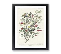 Collection Of Warbler Birds By John James Audubon Vintage Framed Wall Art Print, Ready to Hang Picture for Living Room Bedroom Home Office Décor, Black A4 (34 x 25 cm)
