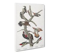 Collection Of Woodpeckers By John James Audubon Canvas Print | Gallery Wrapped 30mm Frame Wall Art | 24x16 inches | Ready to Hang | Retro Picture | Living Room Bedroom Lounge Office