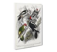 Collection Of Woodpeckers Pl. 57 By Oliver Goldsmith Canvas Print | Gallery Wrapped 30mm Frame Wall Art | 24x16 inches | Ready to Hang | Retro Picture | Living Room Bedroom Lounge Office