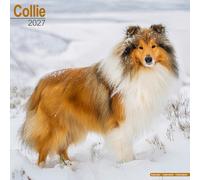 Collie