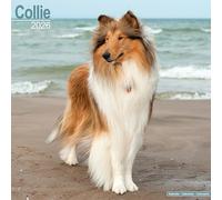 Collie 2026 Calendar | Square Wall Calendar | Dog Breed Gift | Plastic Free Packaging | by Avonside Publishing