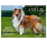 Collie - My best friend UK-Version (Wall Calendar 2026 DIN A4 Landscape), CALVENDO 12 Month Wall Calendar