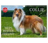 Collie - My best friend UK-Version (Wall Calendar 2026 DIN A4 Landscape), CALVENDO 12 Month Wall Calendar