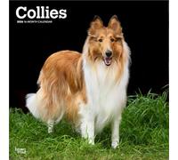 Collies - Langhaarcollie 2026 - 16-Monatskalender: Original BrownTrout-Kalender [Mehrsprachig] [Kalender]