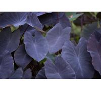 Colocasia Black Magic Taro Plant Plug Plant